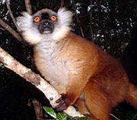 ���� ���� - ����